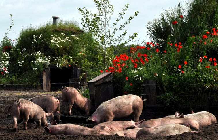 Natuurhuisje in baarschot gem hilvarenbeek