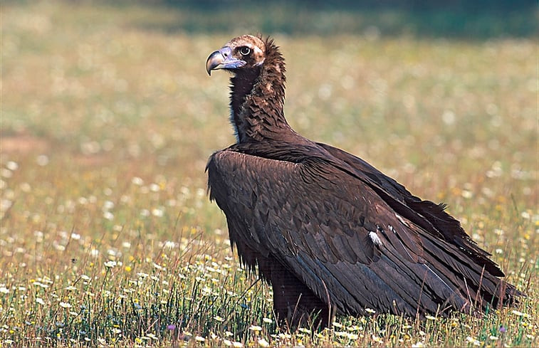 Natuurhuisje in Berzocana