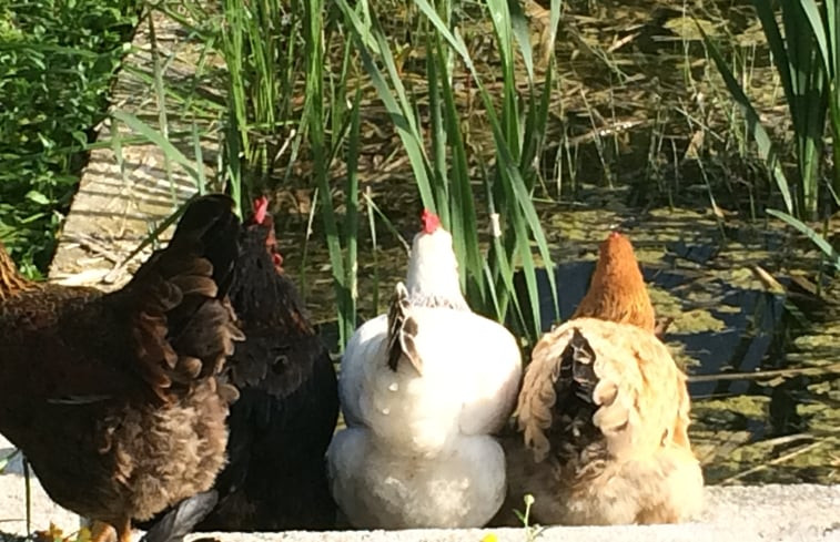 Natuurhuisje in LaChapelle-Auzac - Souillac