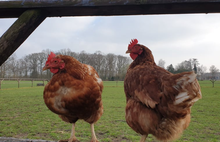 Natuurhuisje in Vragender