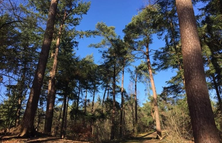 Natuurhuisje in Ommen