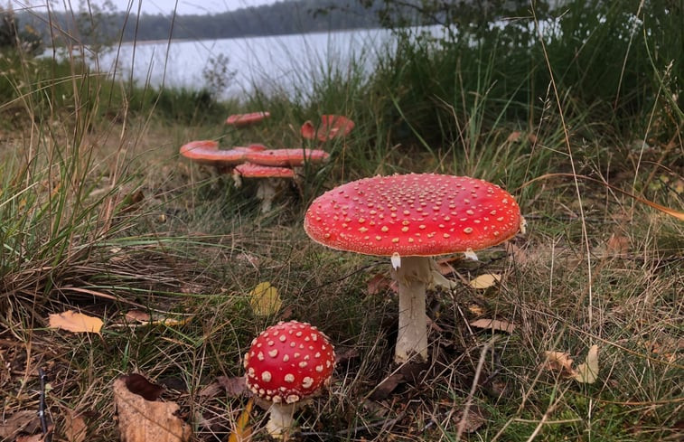 Natuurhuisje in Dwingeloo