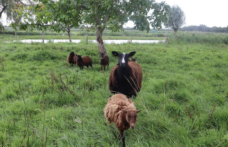 Natuurhuisje in Tienhoven