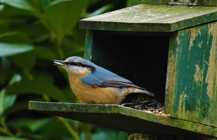 Natuurhuisje in Emst