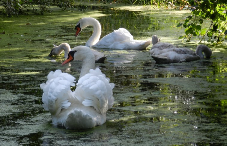 Natuurhuisje in Kamerik