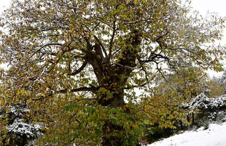 Natuurhuisje in DESAIGNES