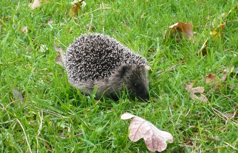 Natuurhuisje in Roden