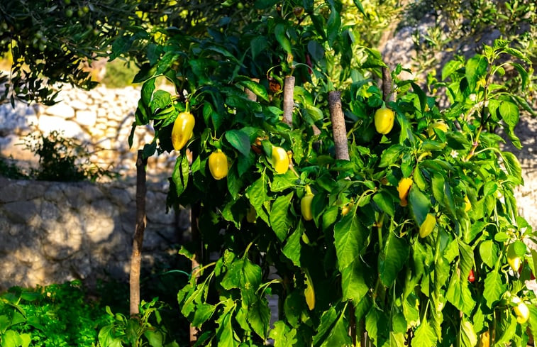 Natuurhuisje in Baška voda