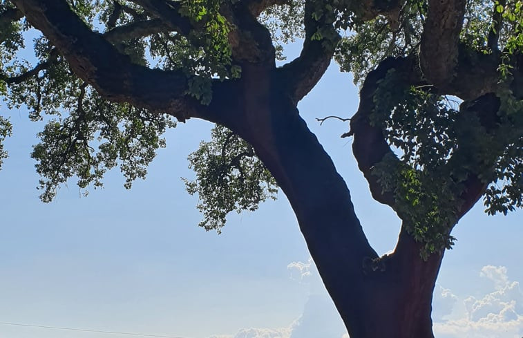 Natuurhuisje in Lameiras, Paio Mendes, Ferreira do Zêzere