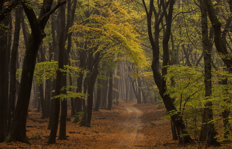 Natuurhuisje in Ermelo