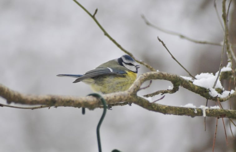 Natuurhuisje in Winterswijk