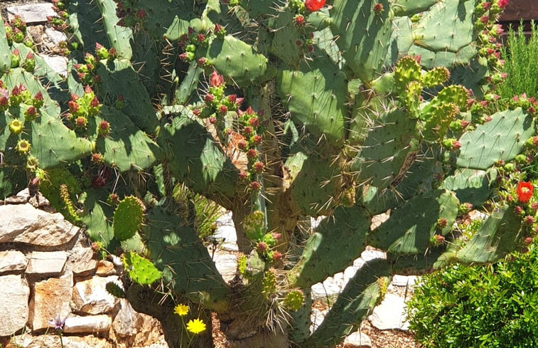 Natuurhuisje in STARI GRAD on Hvar island