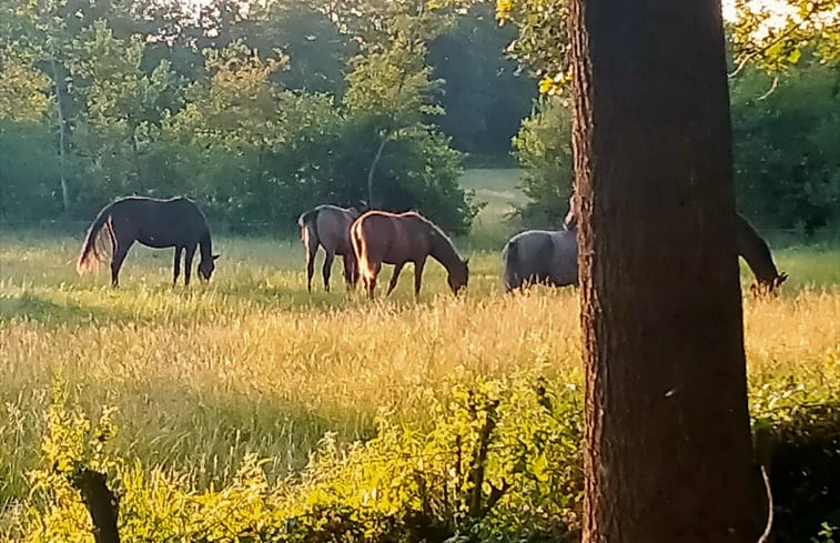 Natuurhuisje in Kollumerzwaag