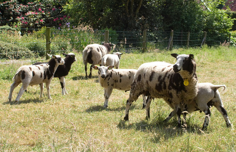 Natuurhuisje in Rossum