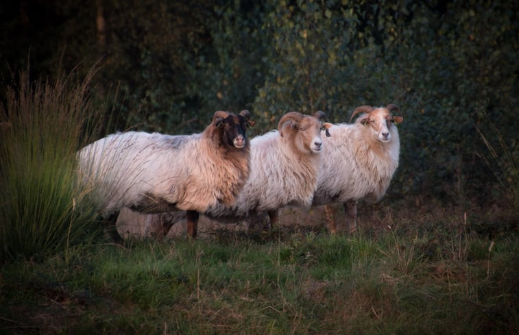 Natuurhuisje in Coevorden