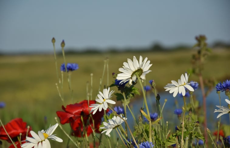 Natuurhuisje in De Cocksdorp (zuideierland)