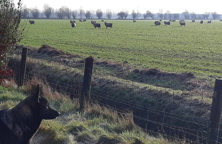 Natuurhuisje in Heeswijk - Dinther