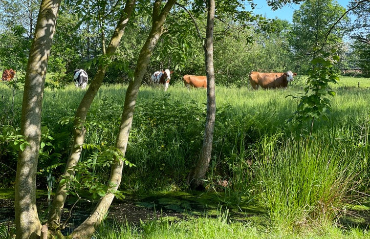 Natuurhuisje in Surhuizum