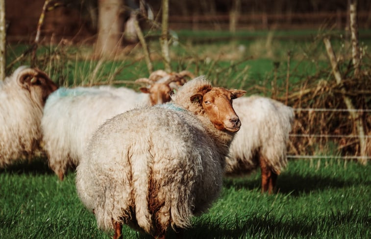 Natuurhuisje in Vledder