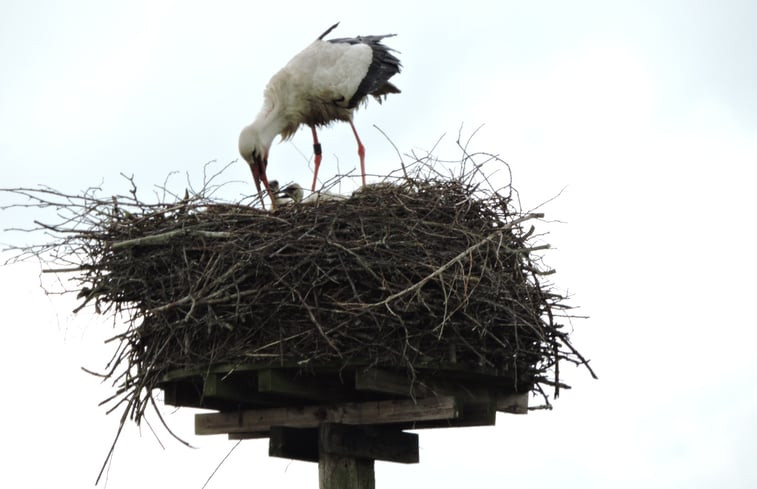 Natuurhuisje in Eernewoude