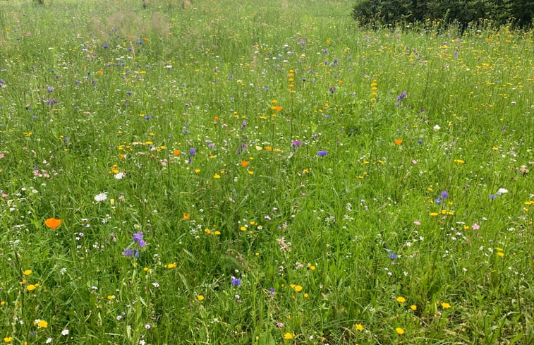 Natuurhuisje in Wapse