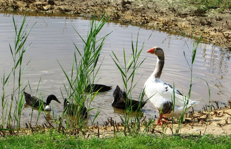 Natuurhuisje in Losser