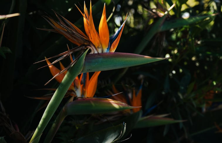 Natuurhuisje in Sao bras de alportel