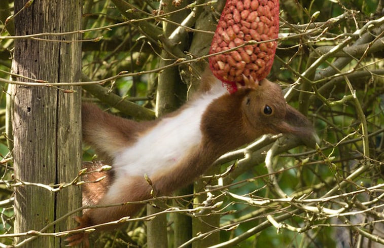 Natuurhuisje in Ermelo