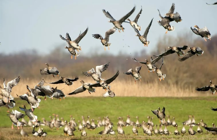 Natuurhuisje in Van Ewijcksluis