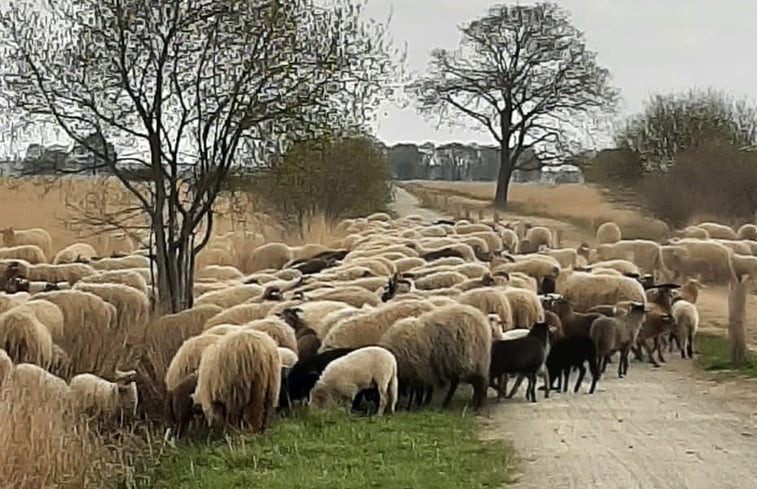 Natuurhuisje in Ruinen