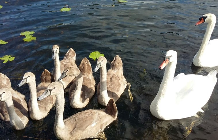 Natuurhuisje in IJsselmuiden