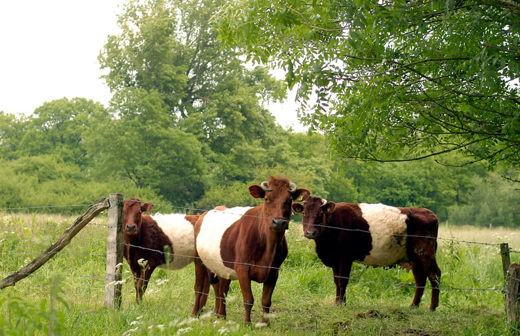 Natuurhuisje in de Lutte