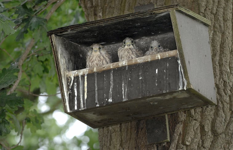 Natuurhuisje in Nieuw-Schoonebeek