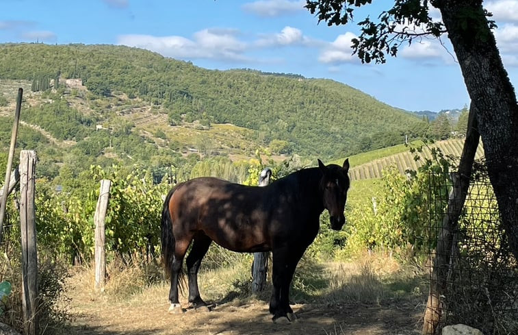 Natuurhuisje in RADDA IN CHIANTI