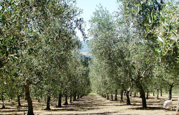 Natuurhuisje in Loro Ciuffenna