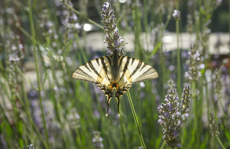 Natuurhuisje in Vernoux-en-Vivarais