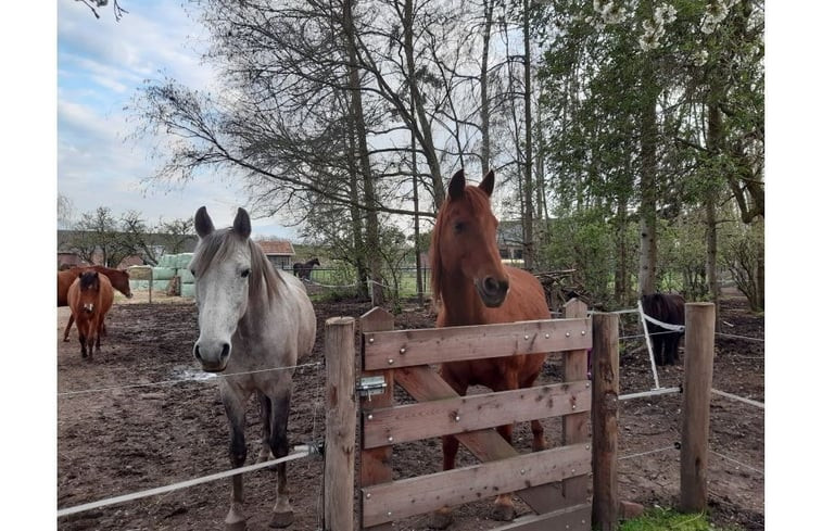 Natuurhuisje in Nederweert Eind