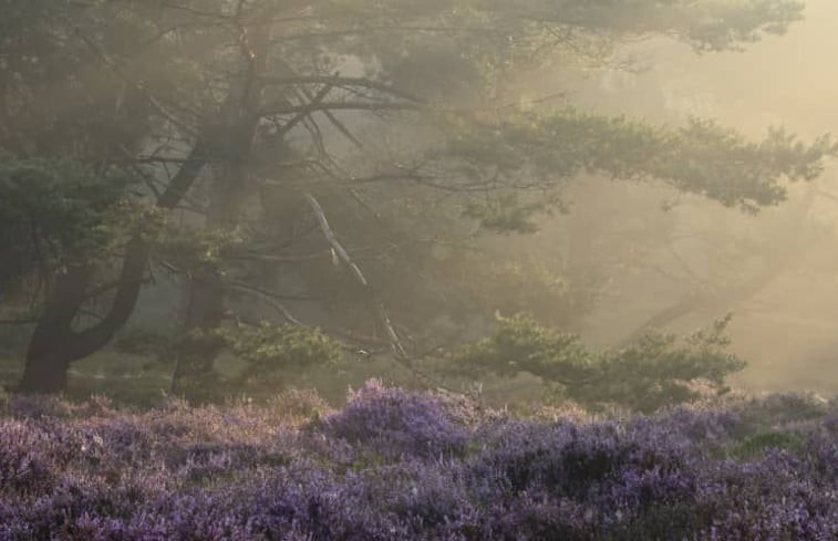 Natuurhuisje in Ruinen