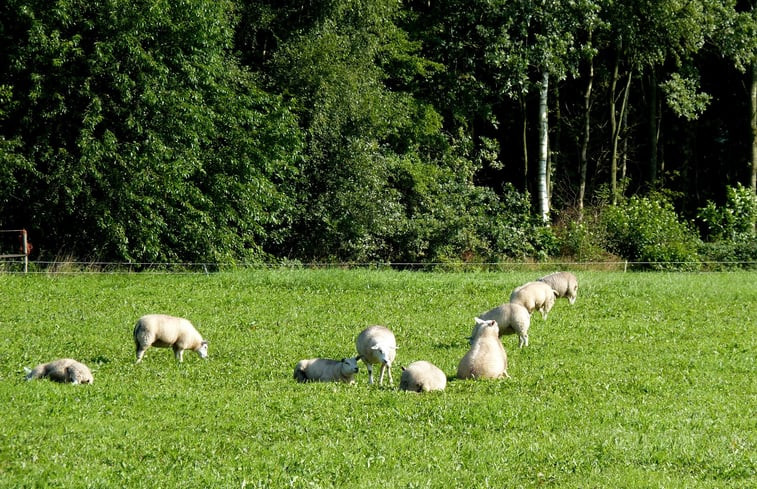 Natuurhuisje in Appelscha