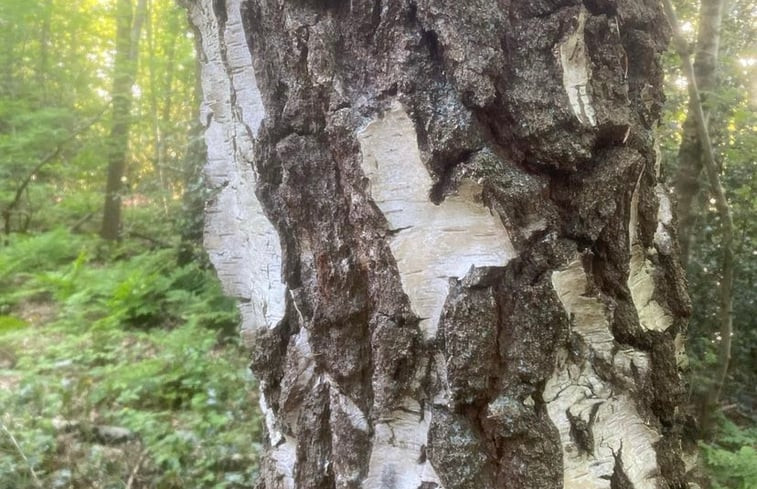 Natuurhuisje in Haren