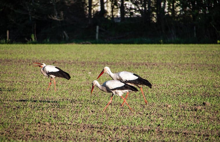 Natuurhuisje in Brummen