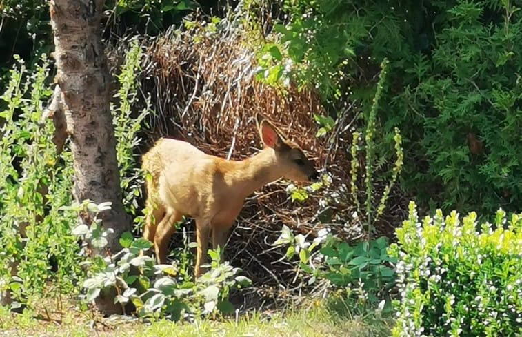 Natuurhuisje in Syke