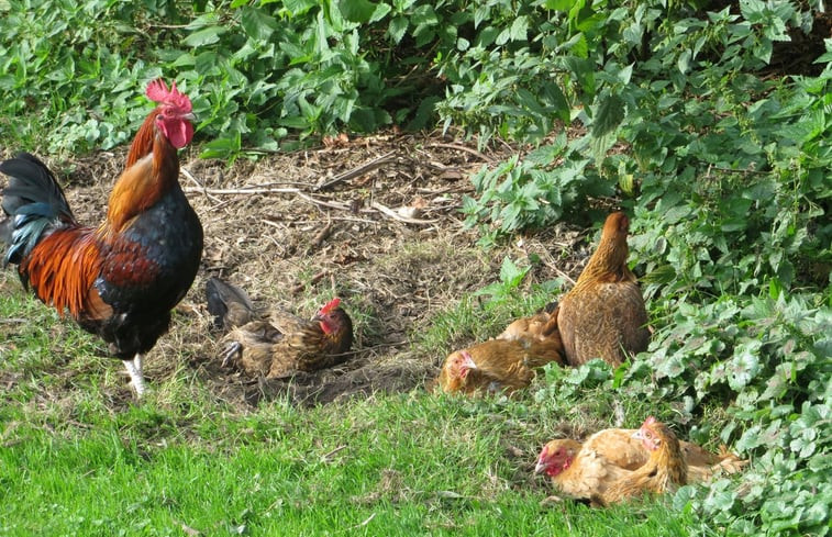 Natuurhuisje in Maarsbergen