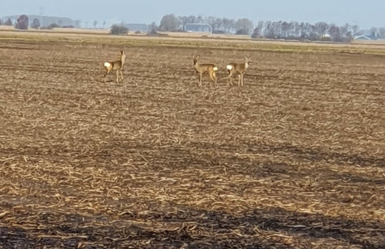 Natuurhuisje in Vriescheloo