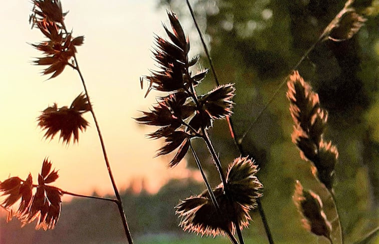 Natuurhuisje in Ruurlo