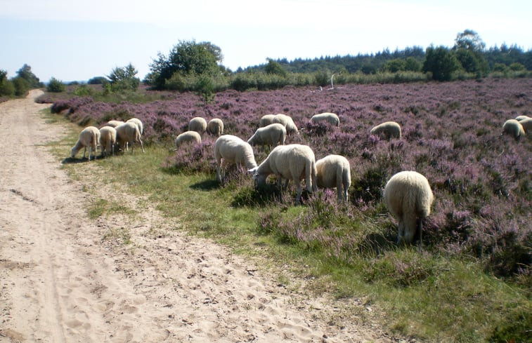 Natuurhuisje in Ermelo