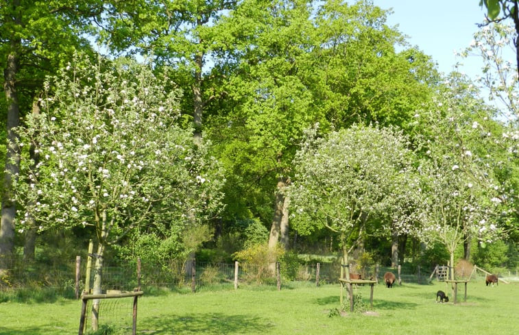 Natuurhuisje in Boschoord