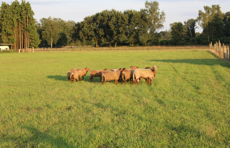 Natuurhuisje in Exloo