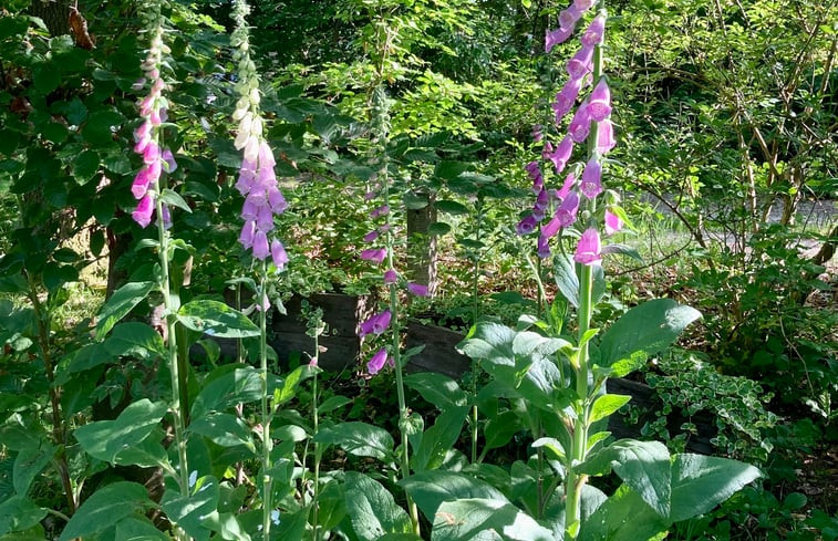 Natuurhuisje in Zorgvlied