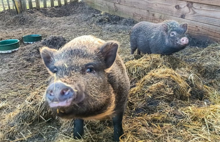 Natuurhuisje in Den Burg